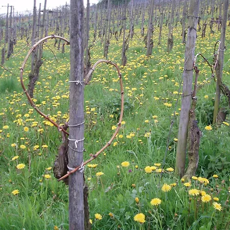 Zenz - Ferienwohungen * Ernst