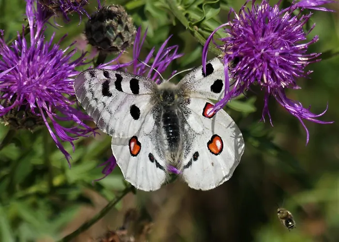 Zenz - Ferienwohungen * Ernst