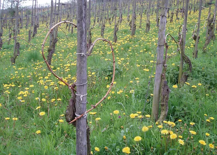 Zenz - Ferienwohungen * Ernst